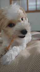 iPaw - Turkey Tendon for Dogs (Strip) SKU:IPCTTS05A-1-2