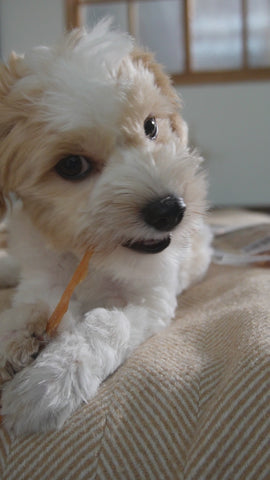iPaw - Turkey Tendon for Dogs (Strip) SKU:IPCTTS05A-1 - 0