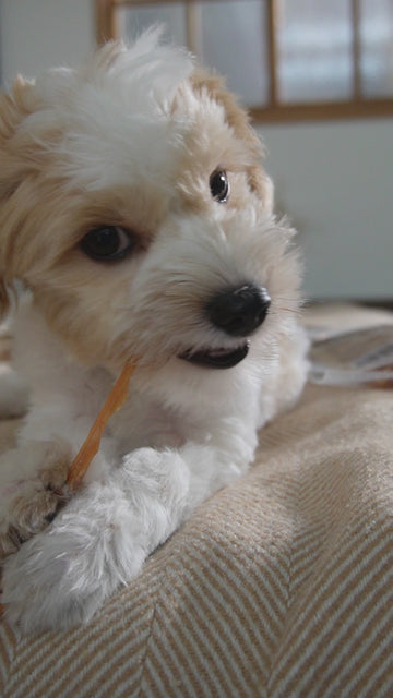 iPaw - Turkey Tendon for Dogs (Strip) SKU:IPCTTS05A-1 - 0