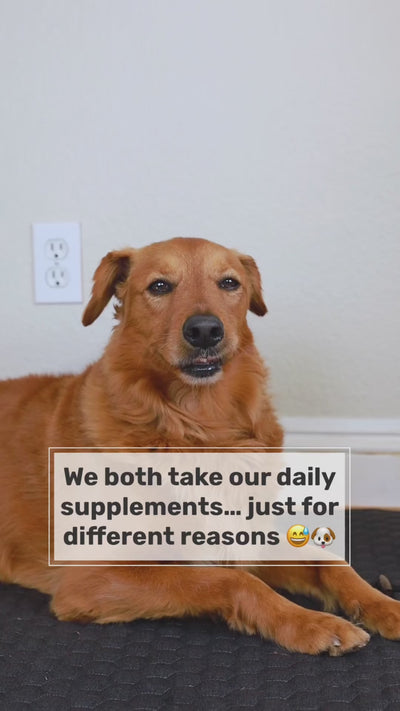 iPaw - Daily Probiotic Chews for Dogs - 0